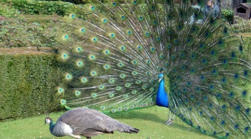 Kawau Island peacock